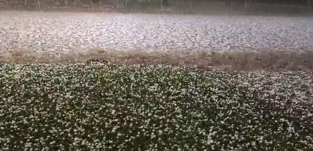 pedrada en general villegas