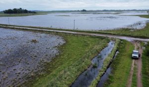 siembra-maiz-junin-lincoln-general-viamonte-9-de-julio