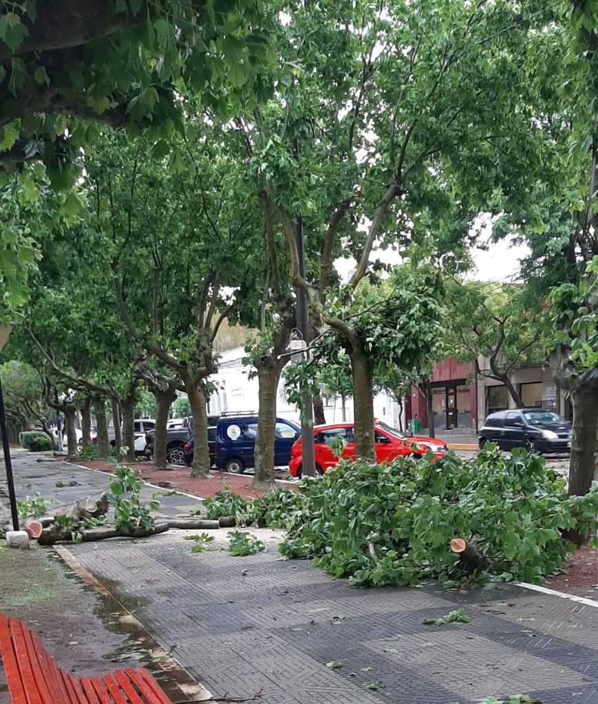 Una madrugada de furia climática sacudió Los Toldos: ráfagas de hasta 90 km/h provocaron la caída de árboles, daños materiales y movilizaron a las cuadrillas municipales. Aunque no hubo víctimas, el evento reaviva el debate sobre el impacto del cambio climático y la necesidad de una gestión responsable del arbolado urbano.
