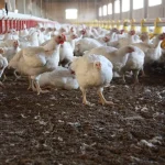 Confirman brote de gripe aviar en Bolívar