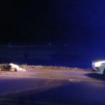 Animales en la ruta: preocupación creciente tras nuevo accidente en la 5