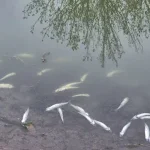Mortandad de pejerreyes: prohíben la pesca en la laguna del Parque de General Villegas