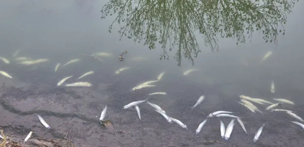 peces-muertos